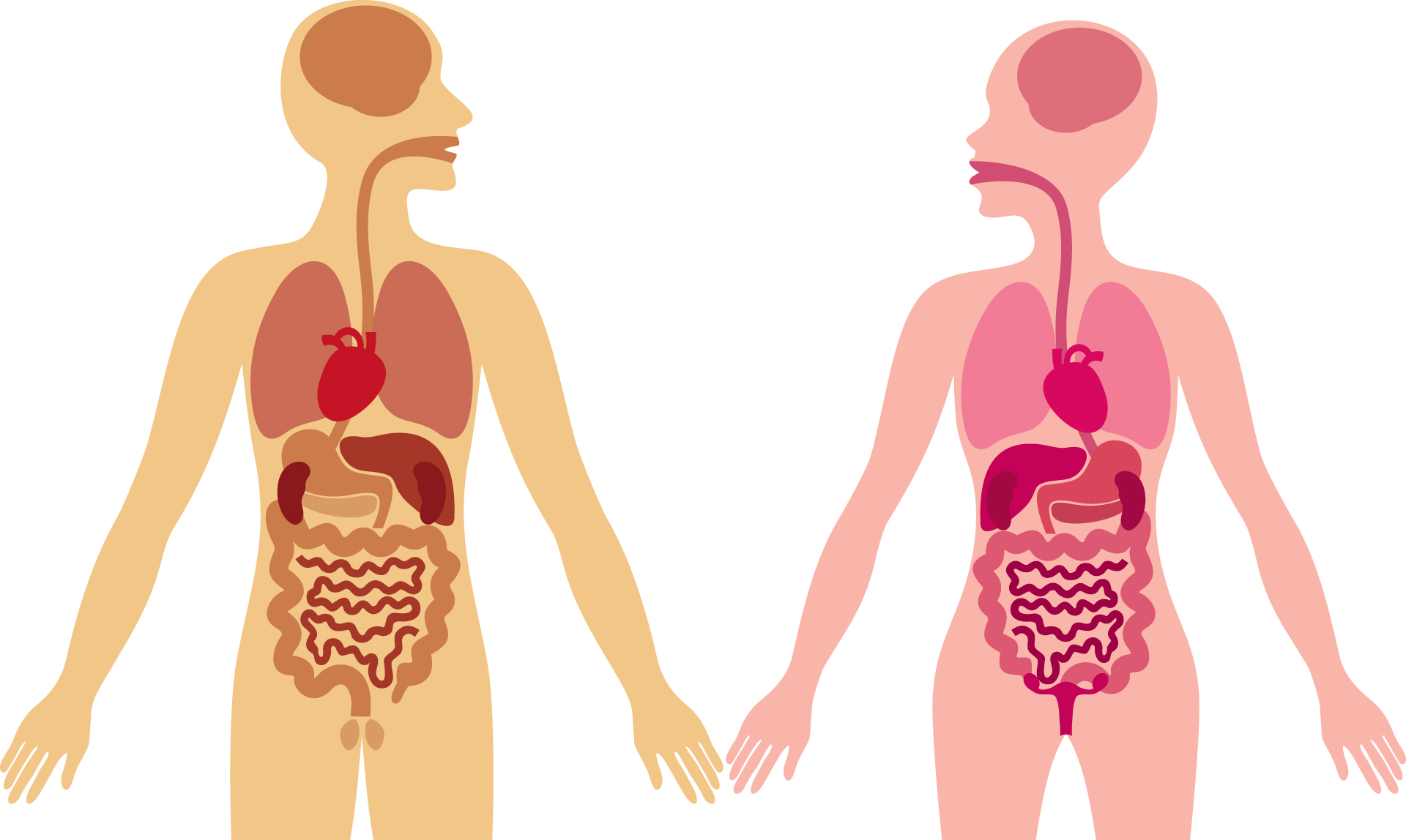 Anatomía y Fisiología (Dr. Juan Andrés Domínguez)