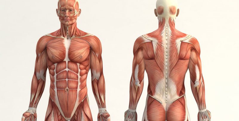 Anatomía y fisiología EA (Lcda. Joselyn Sotomayor) P37